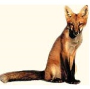 Fox-Vulpes bengalensis